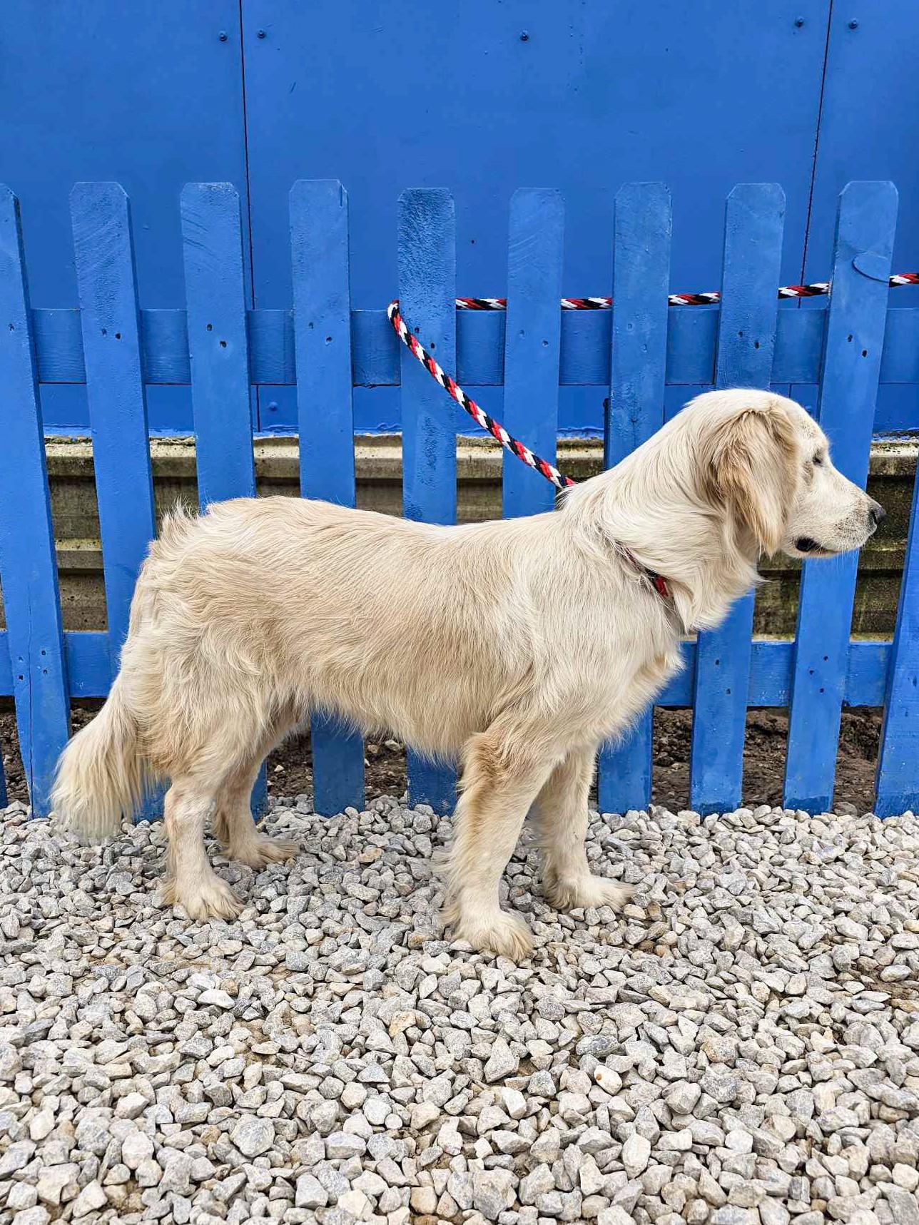 *ADOPTED* <br> Chai